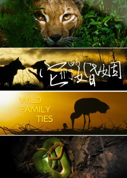 它们的婚姻(全集)